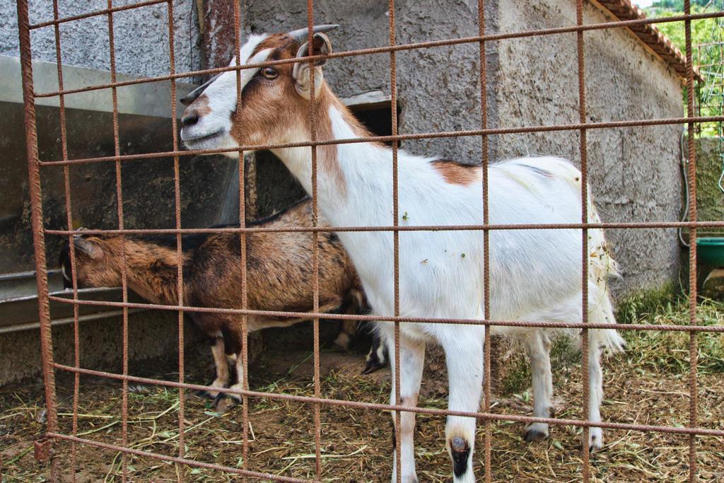 La Chiana Bauernhof Vico Equense