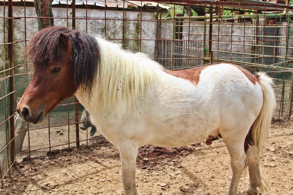 La Chiana * Vico Equense