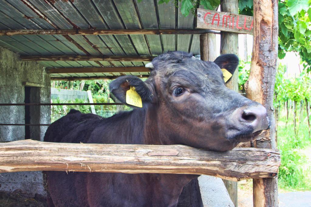 La Chiana Bauernhof Vico Equense