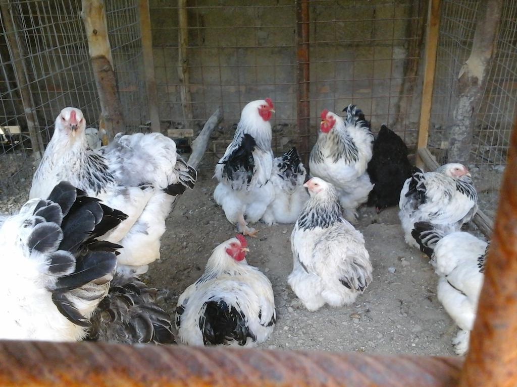 La Chiana *